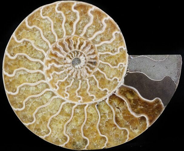 Cut Ammonite Fossil (Half) - Agatized #42511